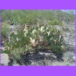 Blooming Cactus 2.jpg